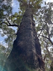 Eucalyptus jacksonii