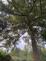 Quercus ellipsoidalis