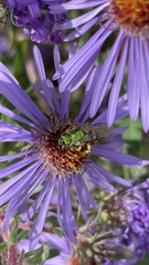 Agapostemon virescens