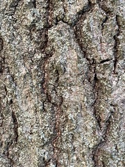 Quercus ellipsoidalis
