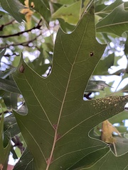 Quercus ellipsoidalis