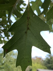 Quercus ellipsoidalis