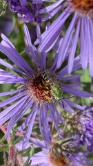 Agapostemon virescens