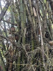 Bambusa stenostachya