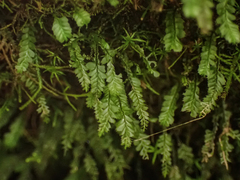 Plagiochila gracilis
