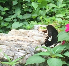 Papilio helenus