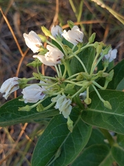 Asclepias viridis