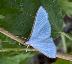 Diaphania costata