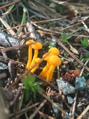 Cantharellus minor