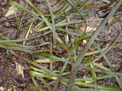 Zostera marina