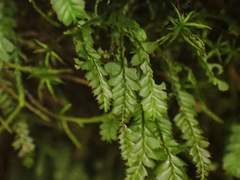 Plagiochila gracilis