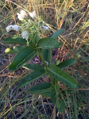 Asclepias viridis