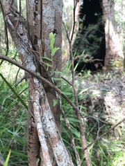 Pittosporaceae