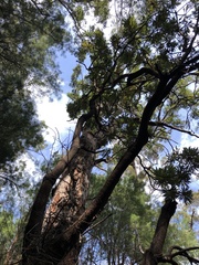Banksia grandis