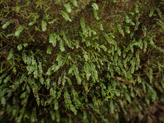 Plagiochila gracilis