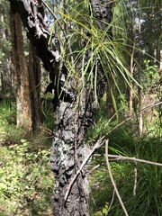 Persoonia longifolia