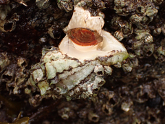 Nucella lamellosa