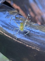 Stilpnochlora