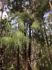 Persoonia longifolia