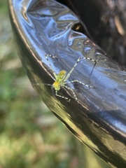 Stilpnochlora