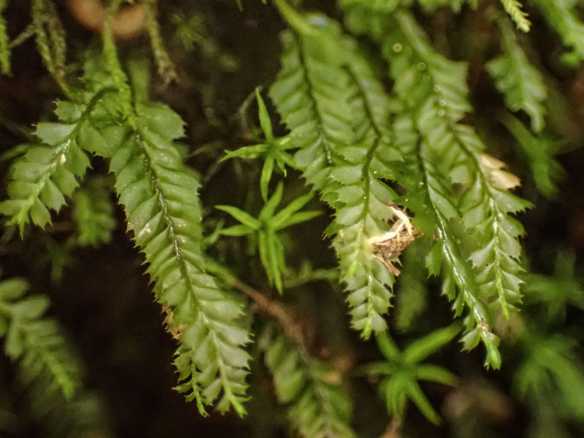 Plagiochila gracilis