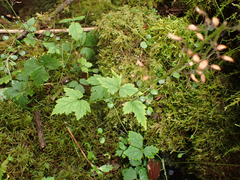 Tiarella trifoliata trifoliata