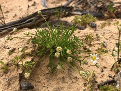 Brachyscome lineariloba