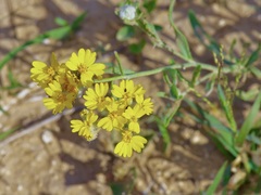 Psilostrophe tagetina