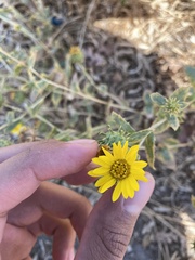 Grindelia camporum