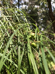 Persoonia longifolia