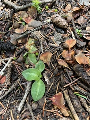 Goodyera oblongifolia