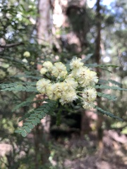 Acacia pentadenia