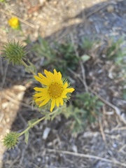 Grindelia camporum