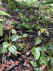 Goodyera oblongifolia