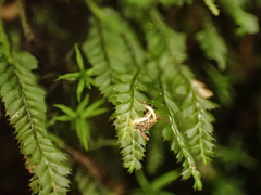 Plagiochila gracilis