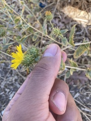 Grindelia camporum