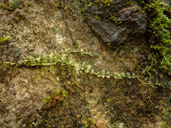 Plagiomnium rostratum