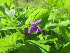 Viola odorata