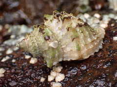 Nucella lamellosa