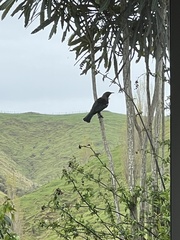 Prosthemadera novaeseelandiae