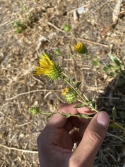 Grindelia camporum