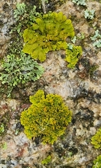 Xanthomendoza ulophyllodes