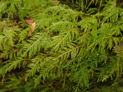 Kindbergia oregana