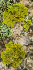 Xanthomendoza ulophyllodes