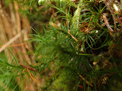 Polytrichastrum alpinum