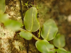 Plagiomnium rostratum