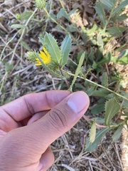 Grindelia camporum