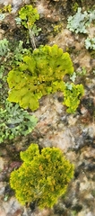 Xanthomendoza ulophyllodes