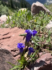 Gentianopsis thermalis