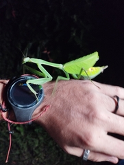 Macromantis hyalina